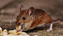 24 Hour & Emergency Exterminators in Herndon, VA